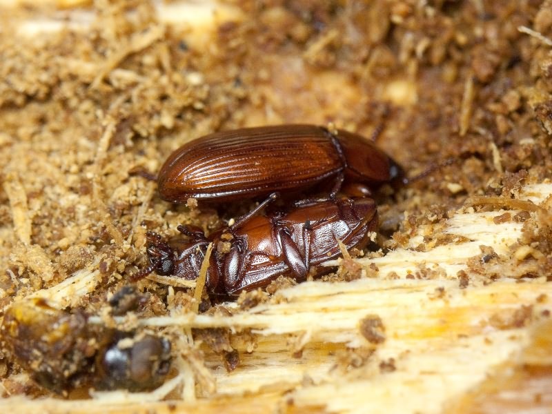 Uloma rufa (Piller & Mitterpacher, 1783)